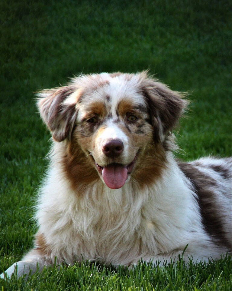 258 Reasons Why Australian Shepherds Are The Best Dogs